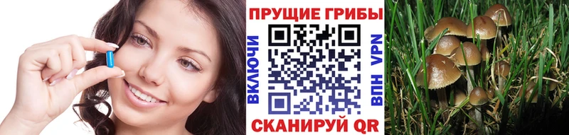 Псилоцибиновые грибы Cubensis  Купить где  Киренск 